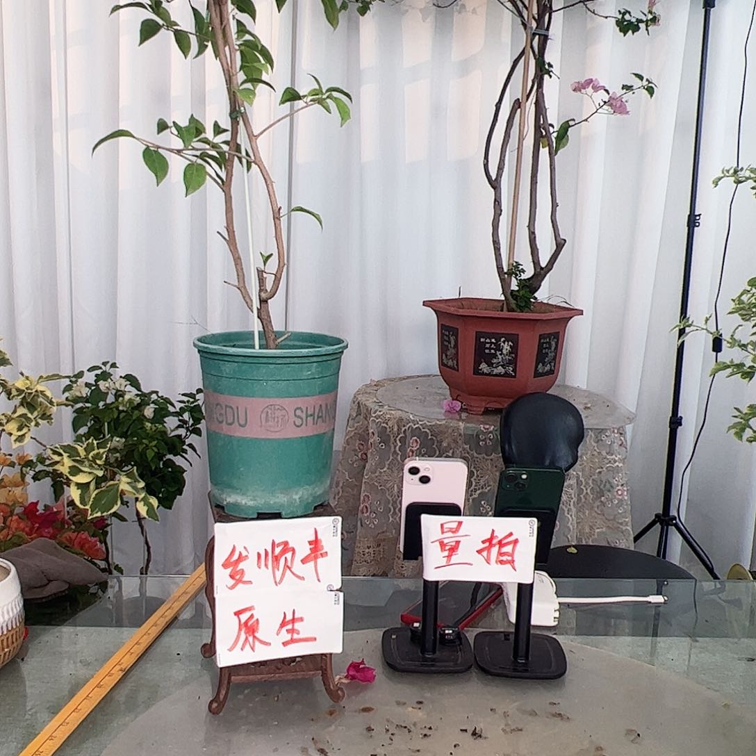 当前无花栽培后可以开花赛佛理一棵