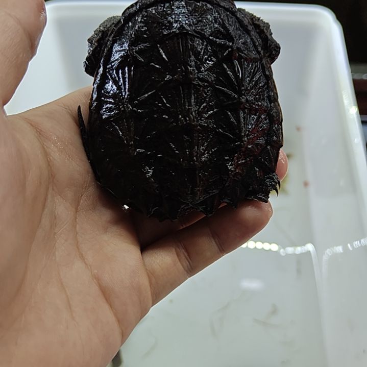 中国大陆北美甲鱼甲鱼甲鱼甲鱼甲鱼甲鱼甲鱼