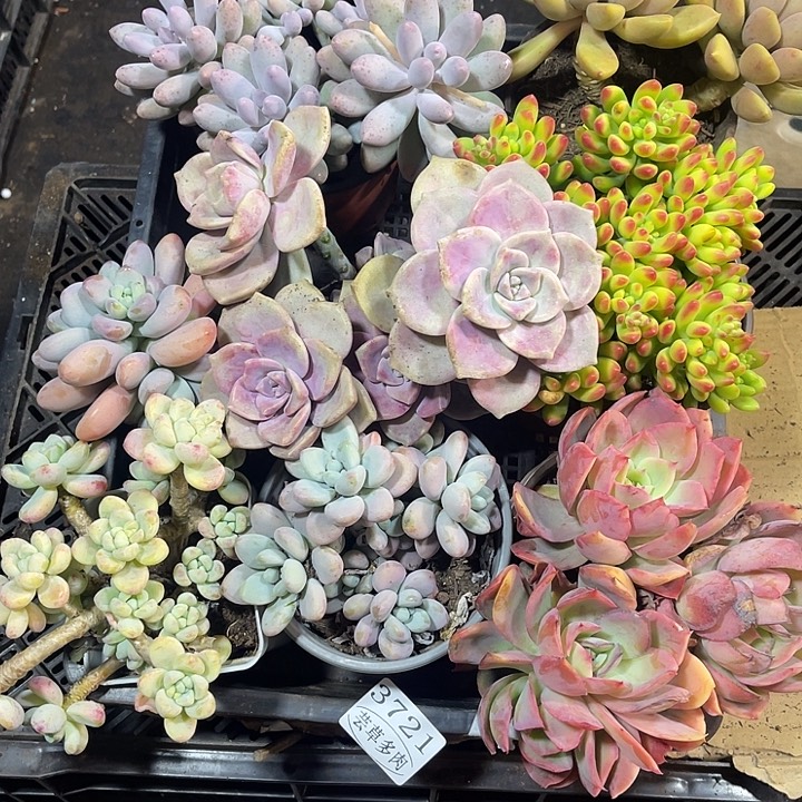 3721，整筐拍，微瑕，介意慎拍