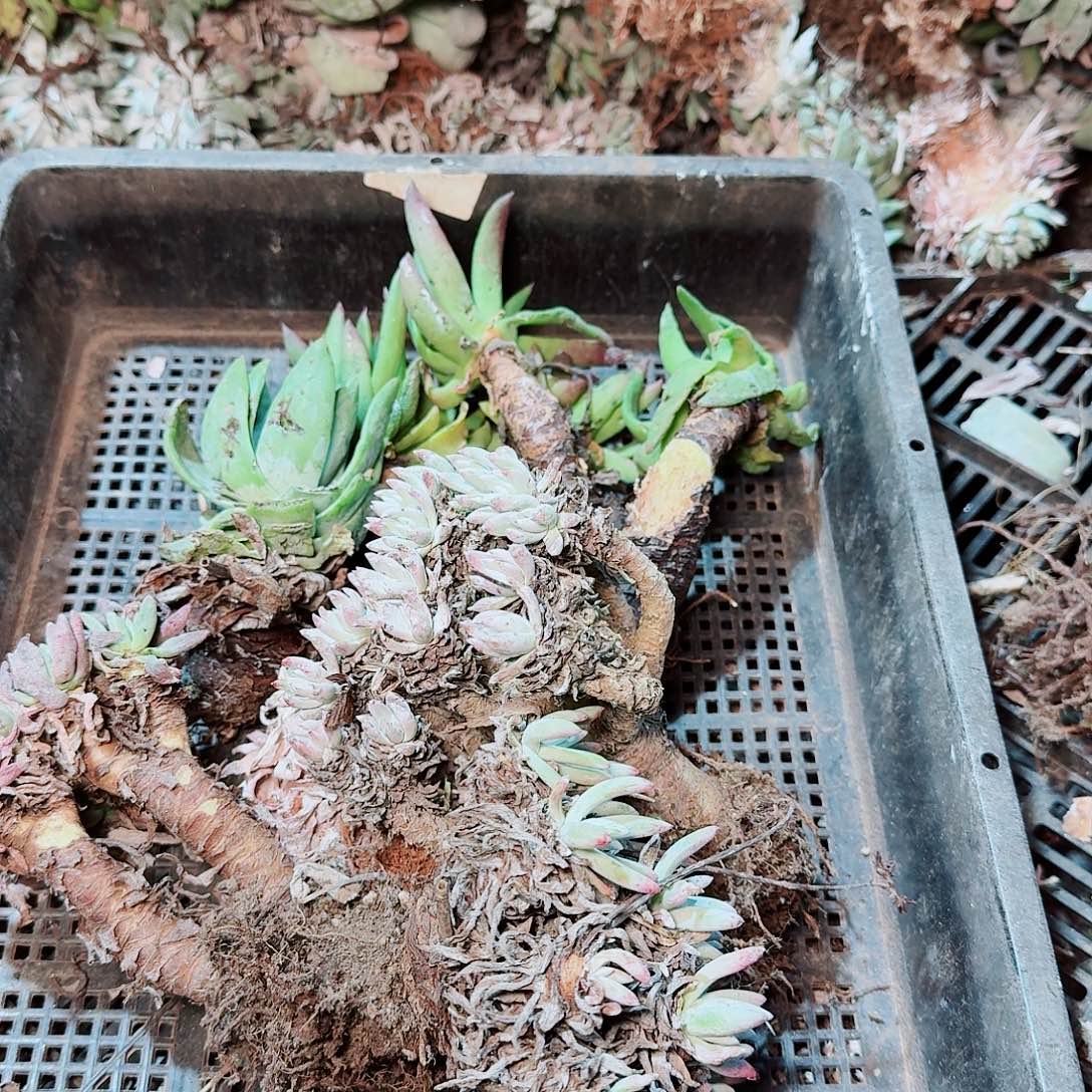 1753瑕疵框拍不售后