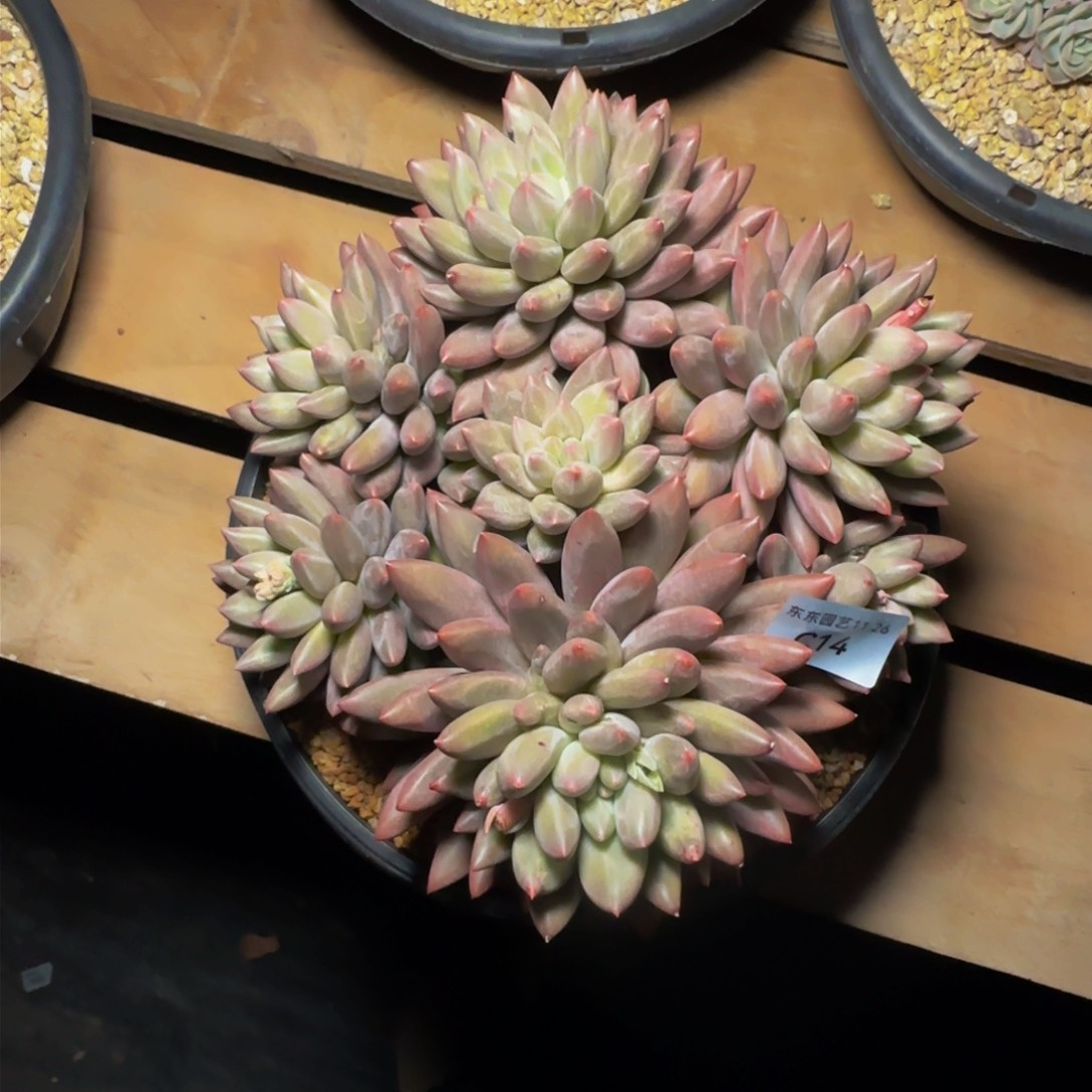 c c c c c c c c 14