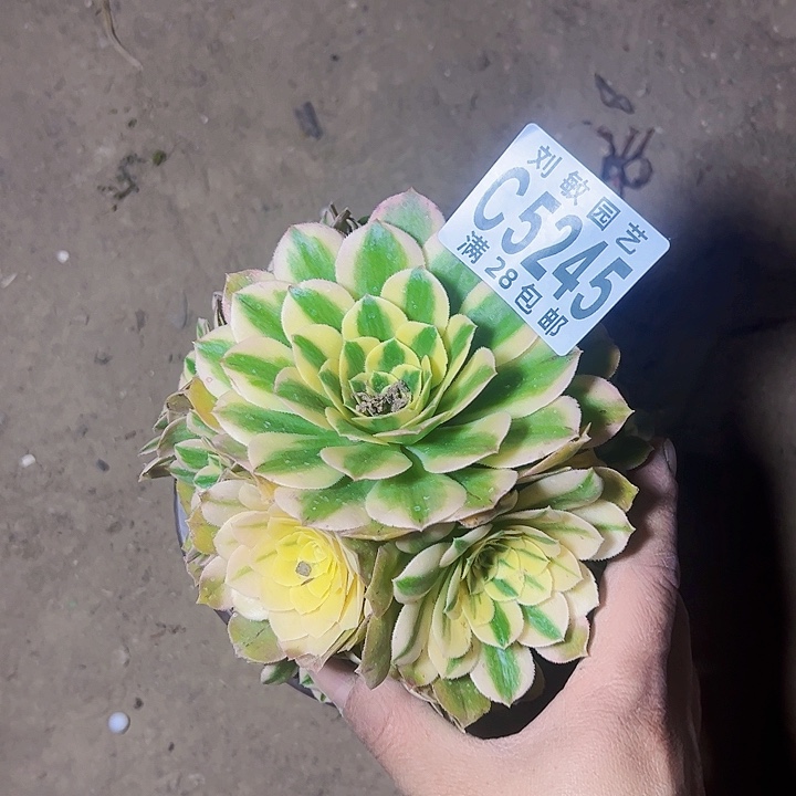 5245多肉植物法师法师法师