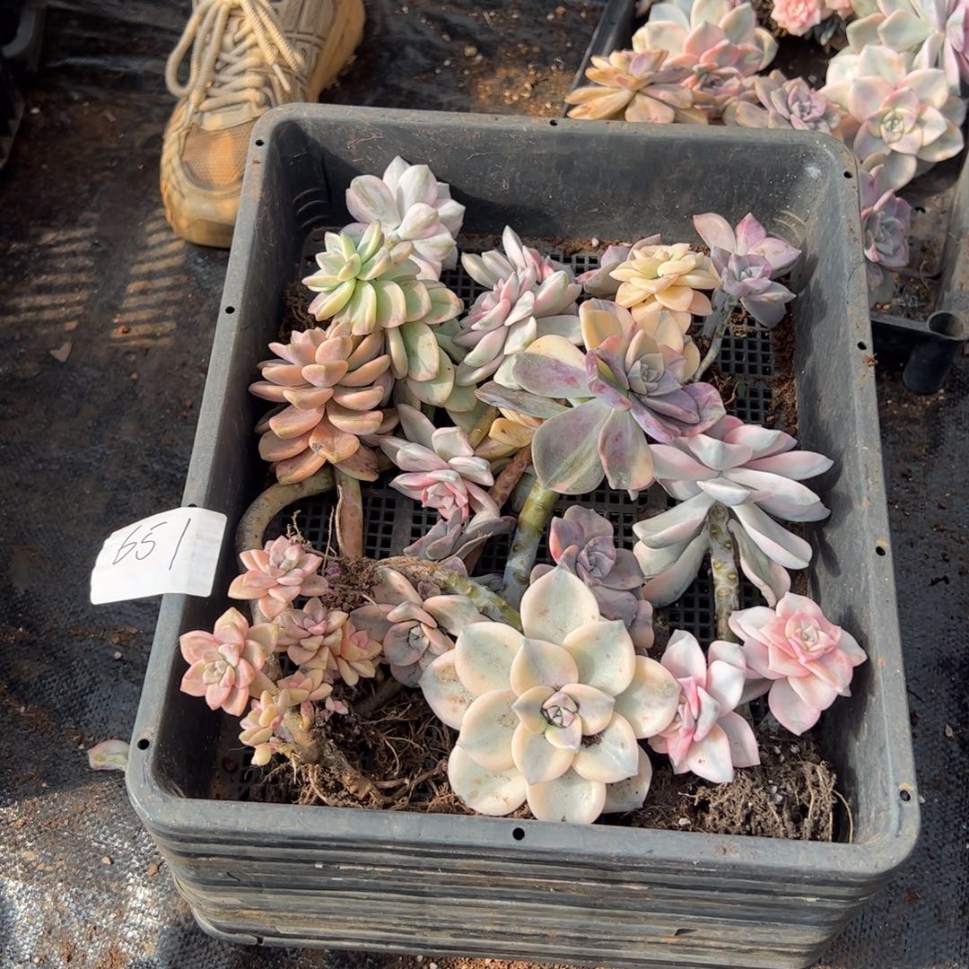 651紫乐锦老桩单头多肉