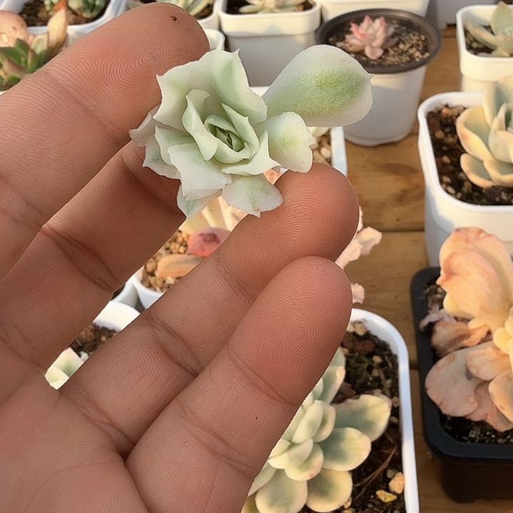 多肉锦多肉锦多肉