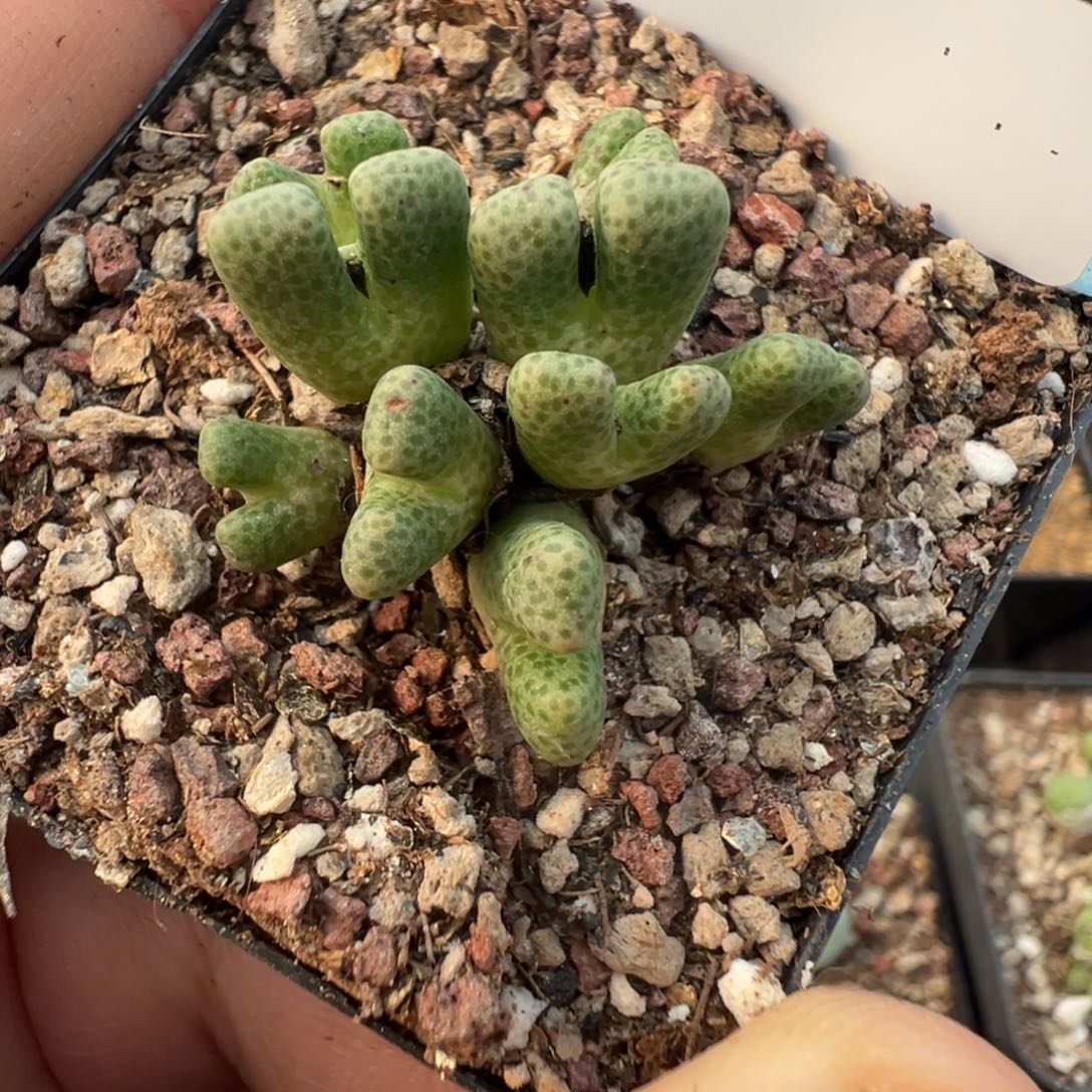 10-18鹿角斑马多肉植物