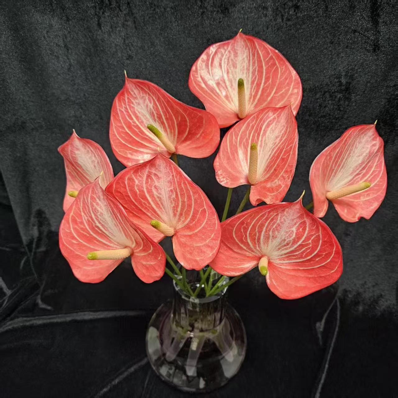 【掌品无限】卡多尼亚 花卉高端鲜切红掌花卉花卉室内植物耐放