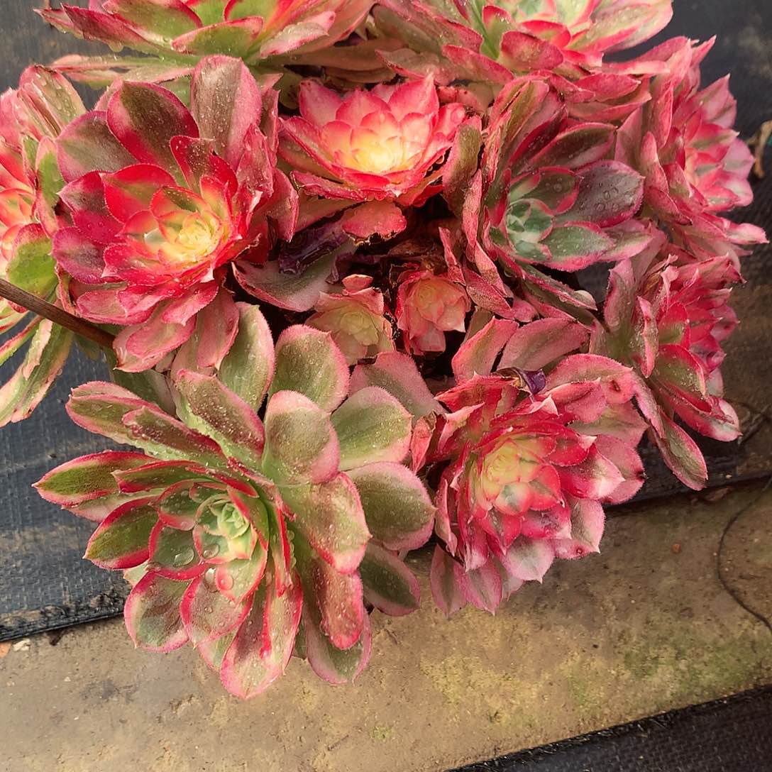 完全开放西施法师图片植物多肉