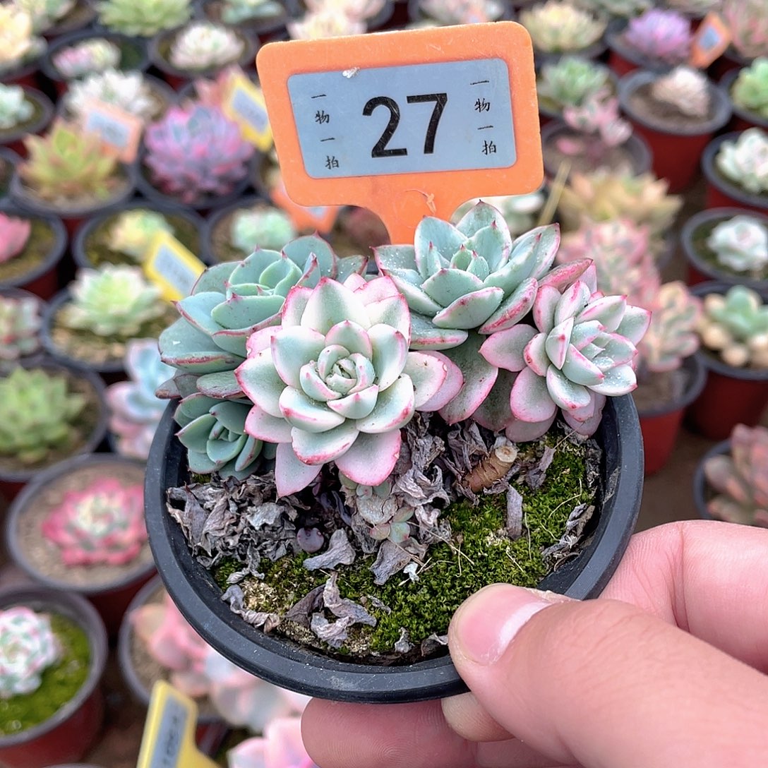 同***起27号多肉植物盆栽