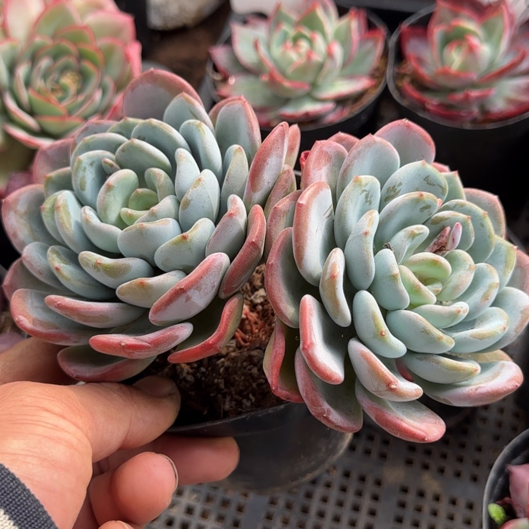 奥城一物一拍包装收缩花旱