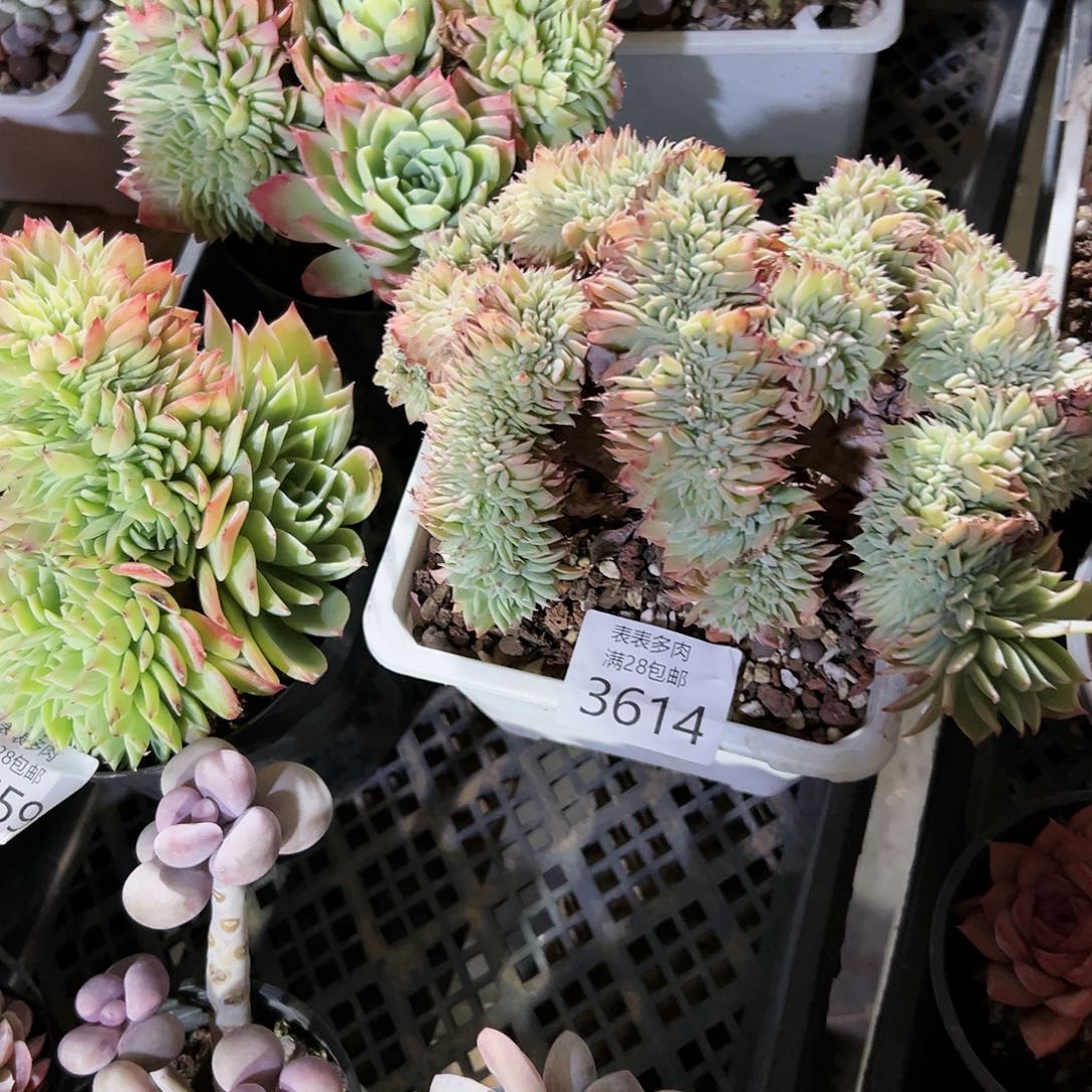 9号香*我们的确是3614