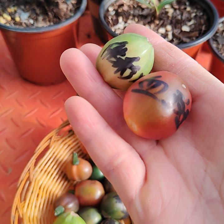 用***8完全开放君子兰四季开花稀释甲醛