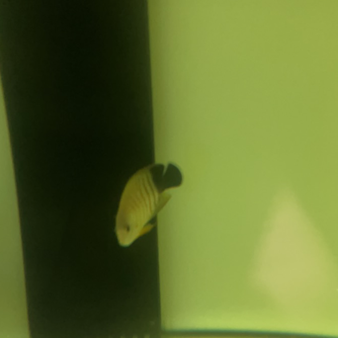 海水观赏鱼虎纹仙海水鱼