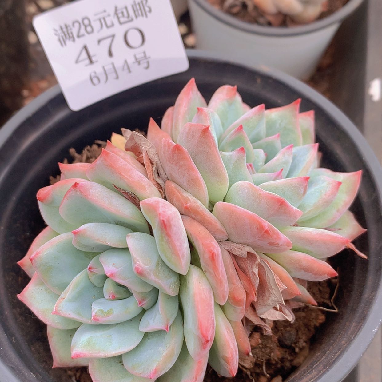 【闪购商品】云470号