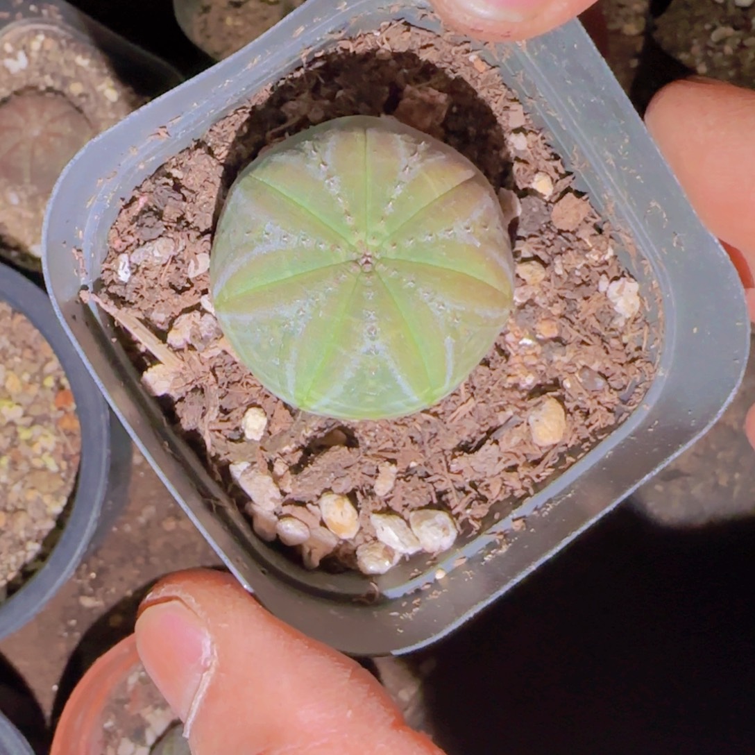 蔡***·块根植物块根植物