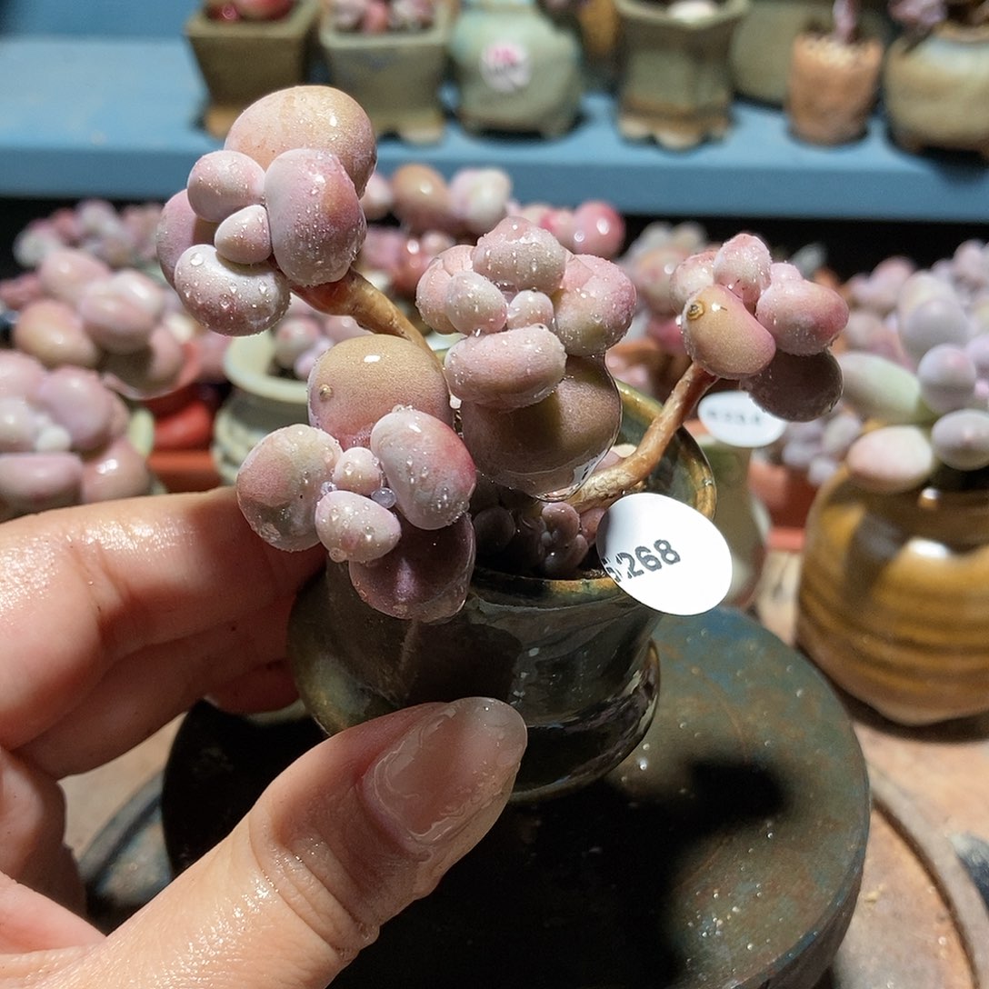 5268糖果腰子蛋带盆土