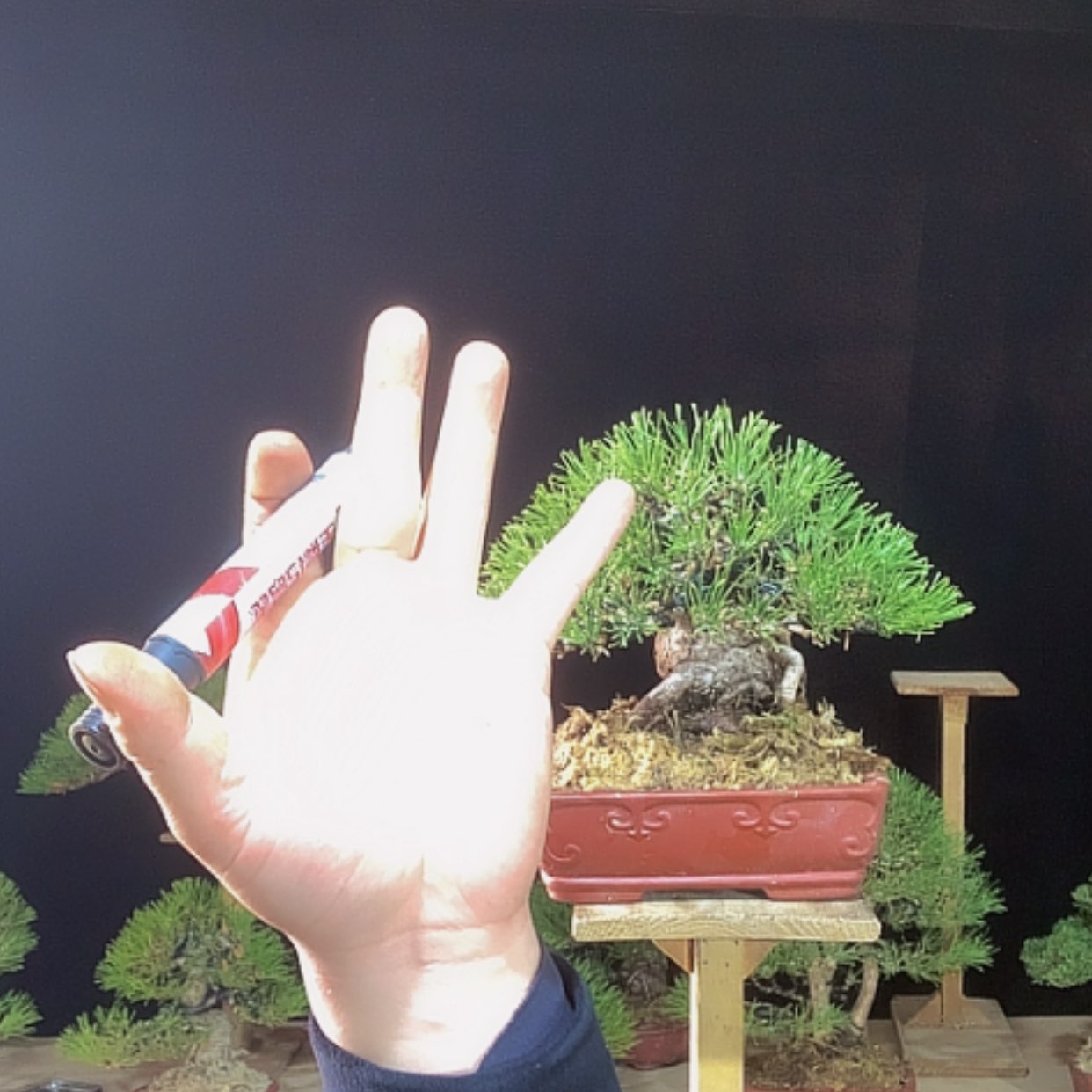 【闪购商品】木*支松