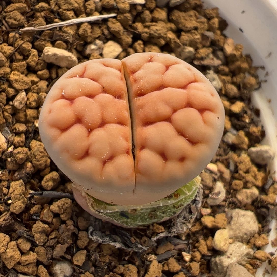 763多肉植物百科