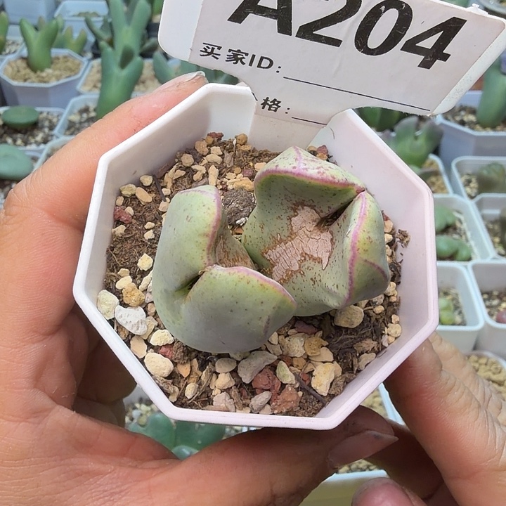 £***张204。满38包邮肉锥