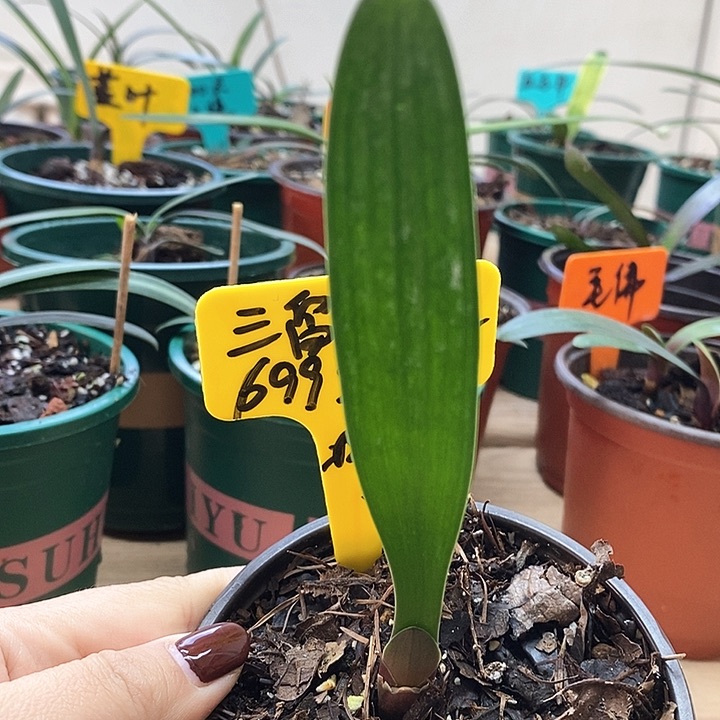 完全开放君子兰君子兰君子兰