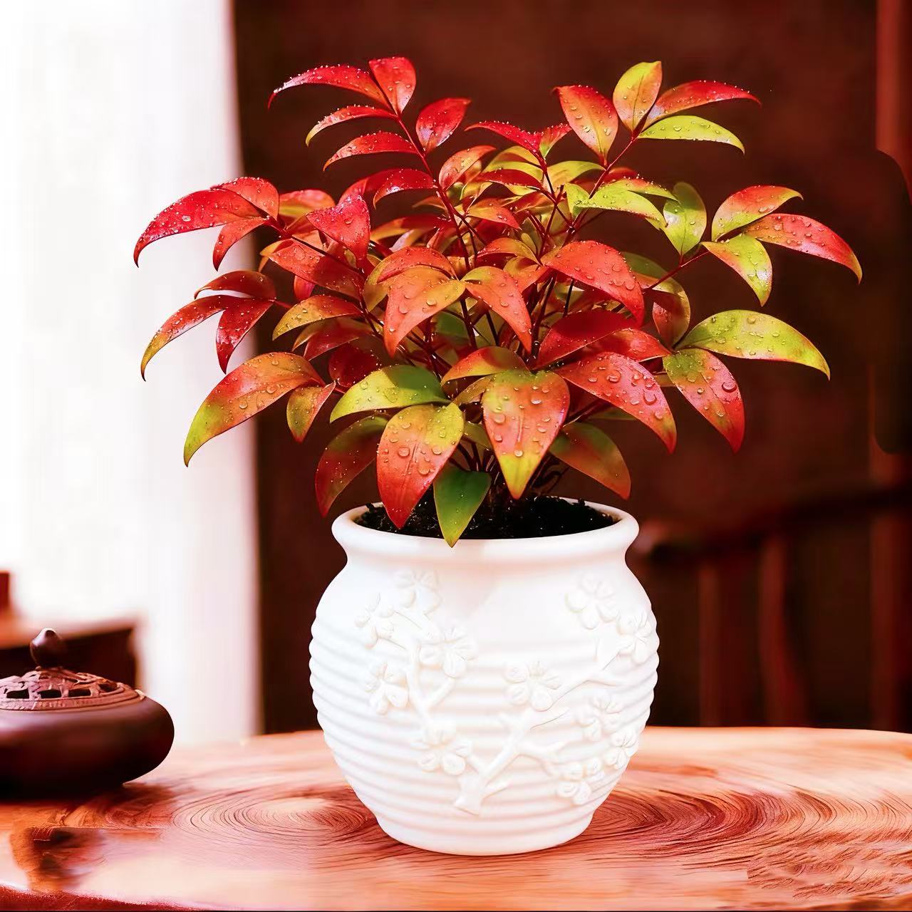 火焰南天竹盆栽冬季耐寒室内桌面精致好养绿植景观