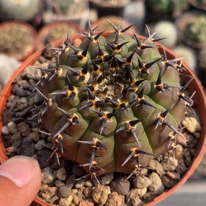 【闪购商品】509短豪刺黑刺凤头