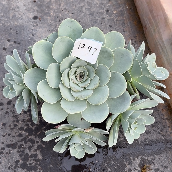 山地玫瑰一物一拍脱土发，1297号，不包断侧芽
