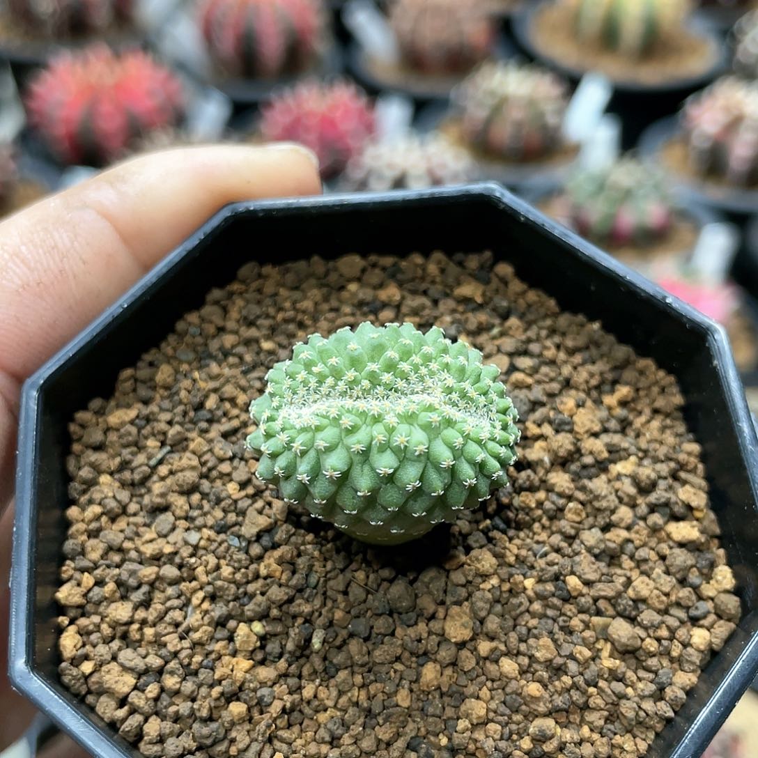 实生根系，菊水缀化