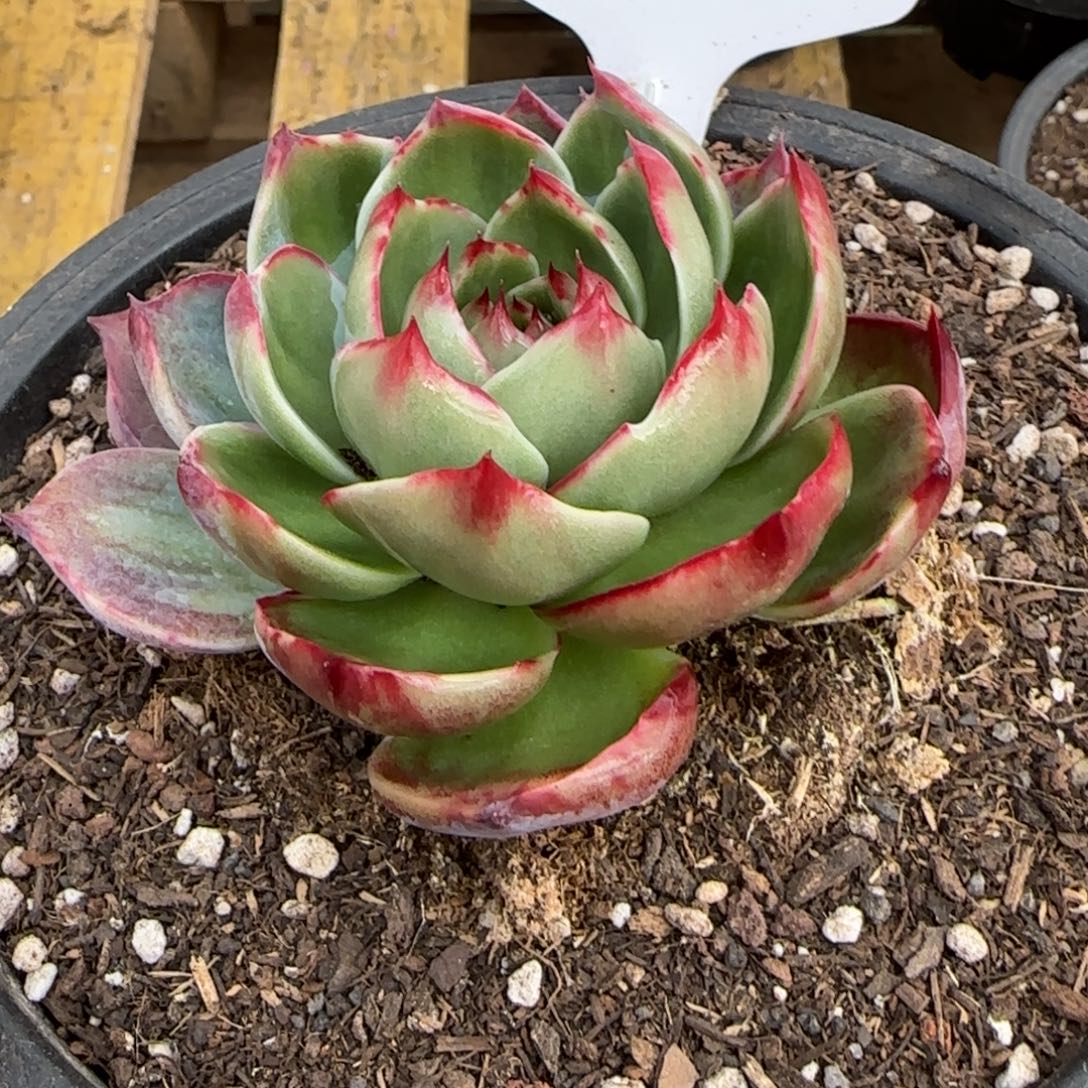 惊鸿一物一拍包装收缩花旱345