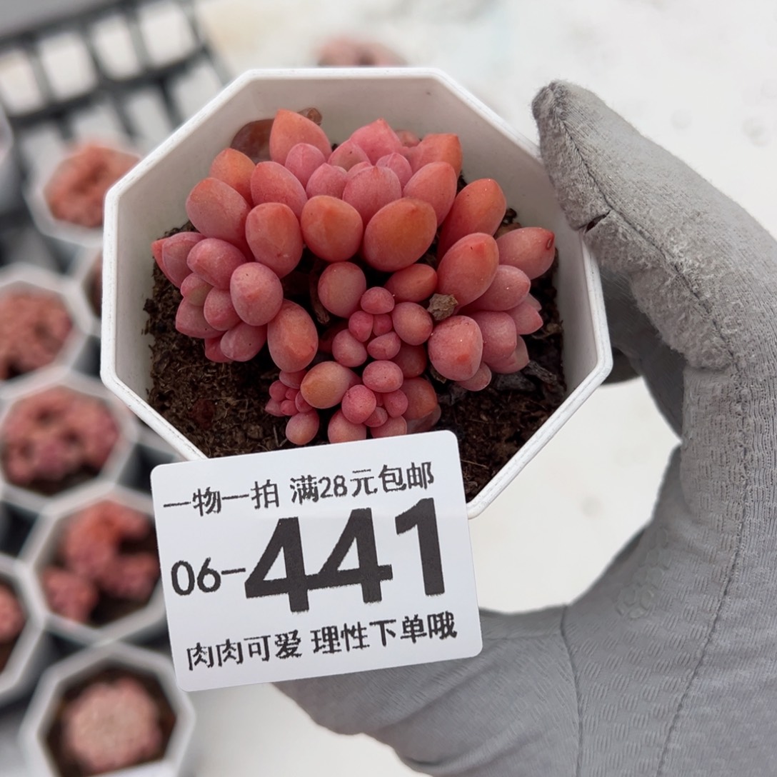 熊猫石多肉多肉多肉多肉