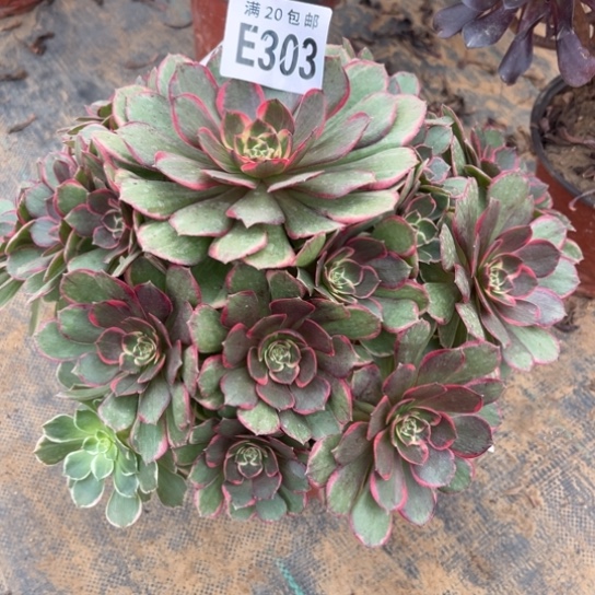 303粉花妖不包断枝