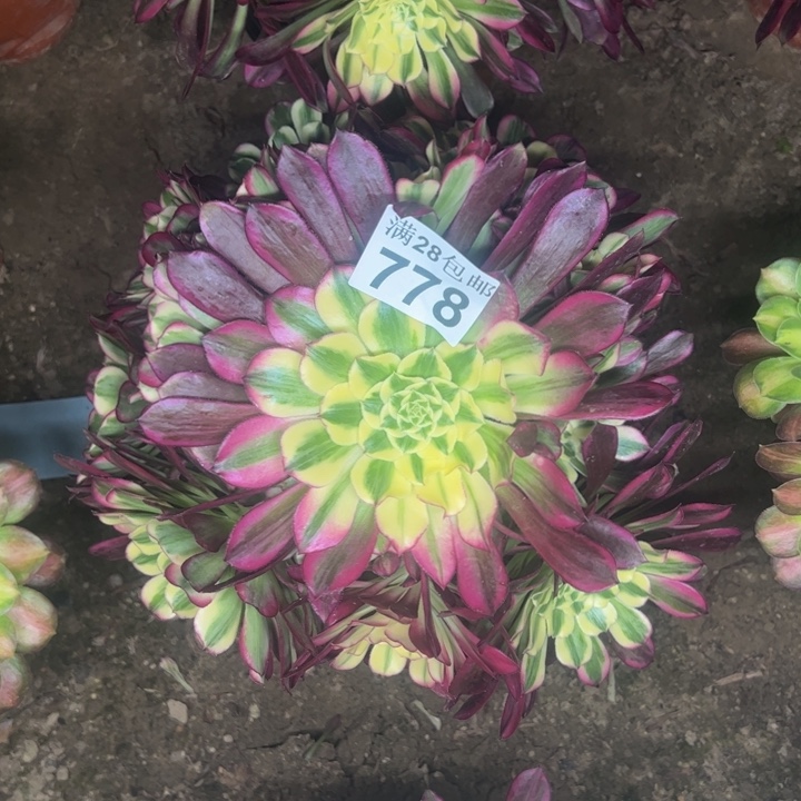 778天和多肉植物