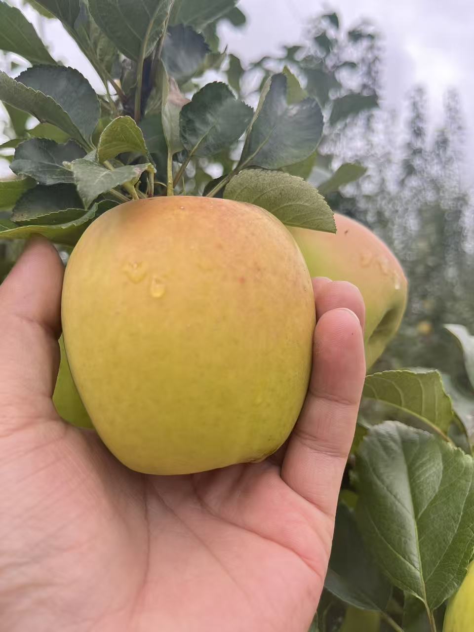 云南昭通农家种植瑞雪苹果现摘现发脆甜多汁爽口