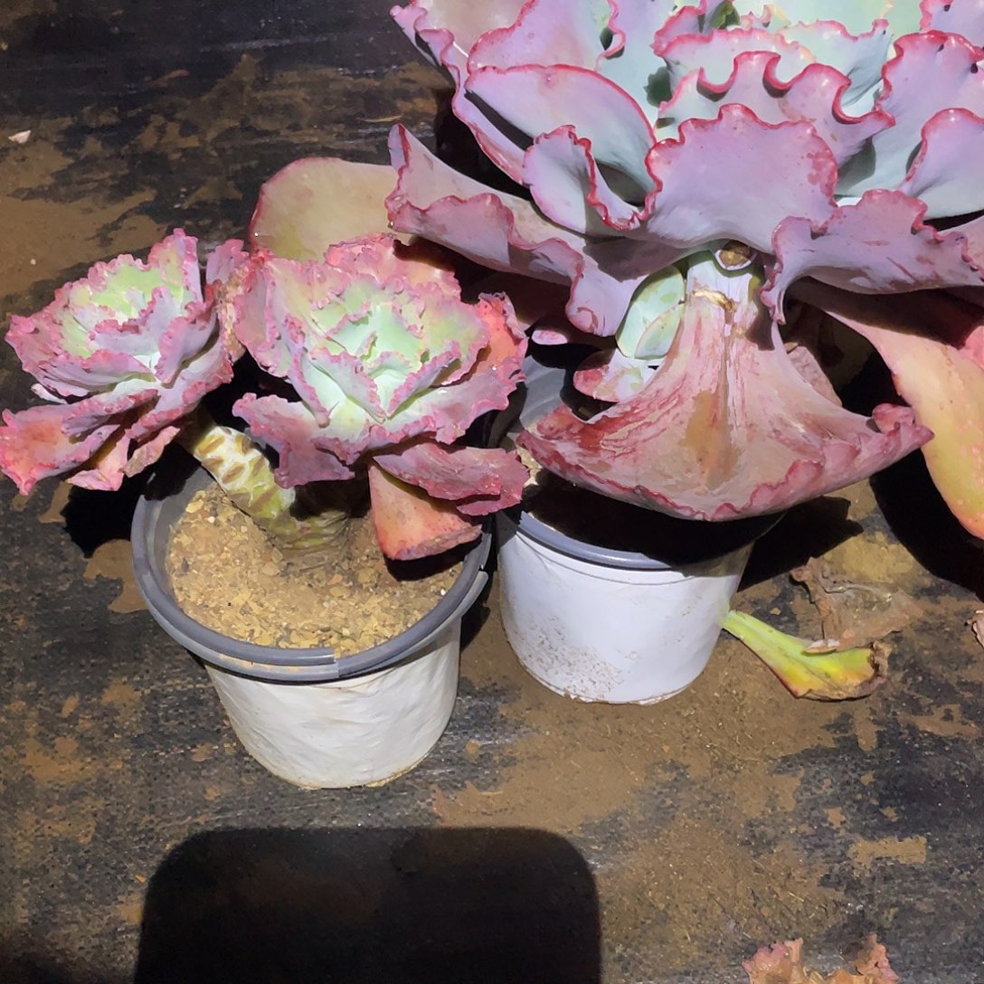 暖***23号包菜系列多肉植物2棵