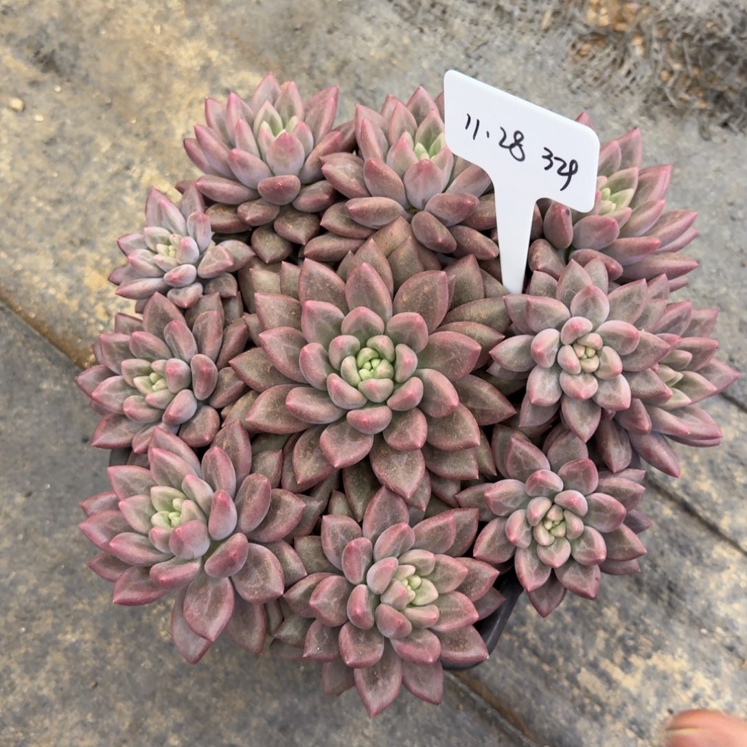 *****一物一拍虞姬美人329