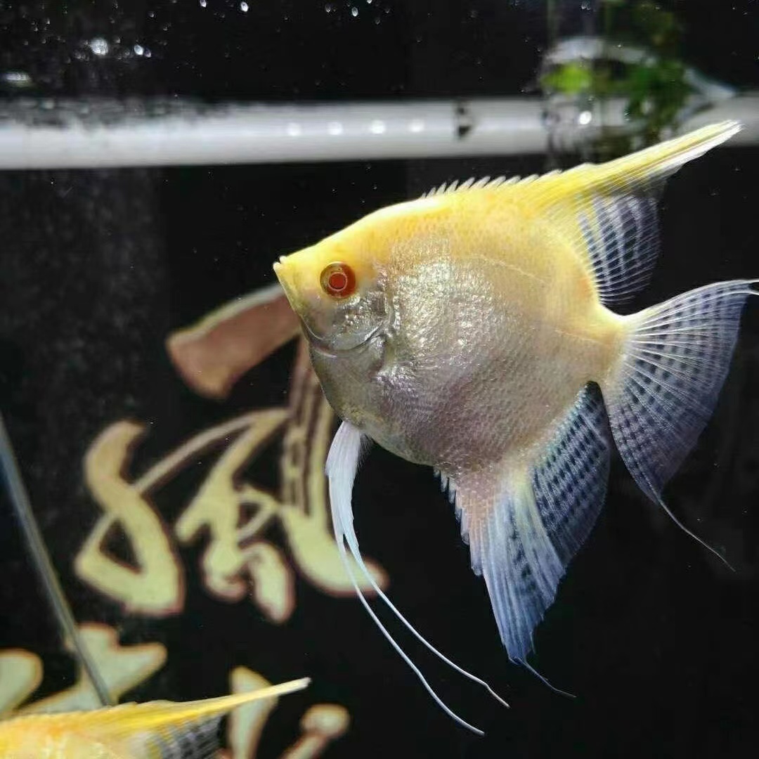 热带鱼观赏鱼小型清洁活体淡水台系黄色黄蜻蜓短鳍短尾燕鱼