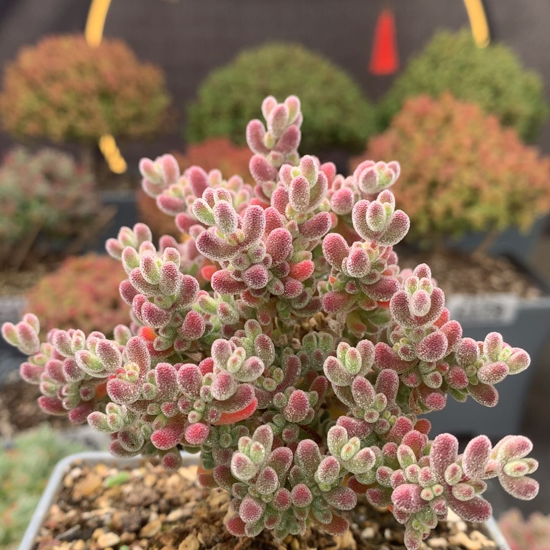 c150冰晶枝干番杏