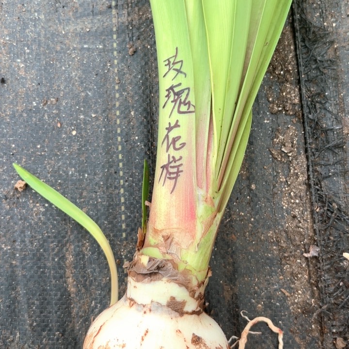 无花朵玫瑰花漾包对版
