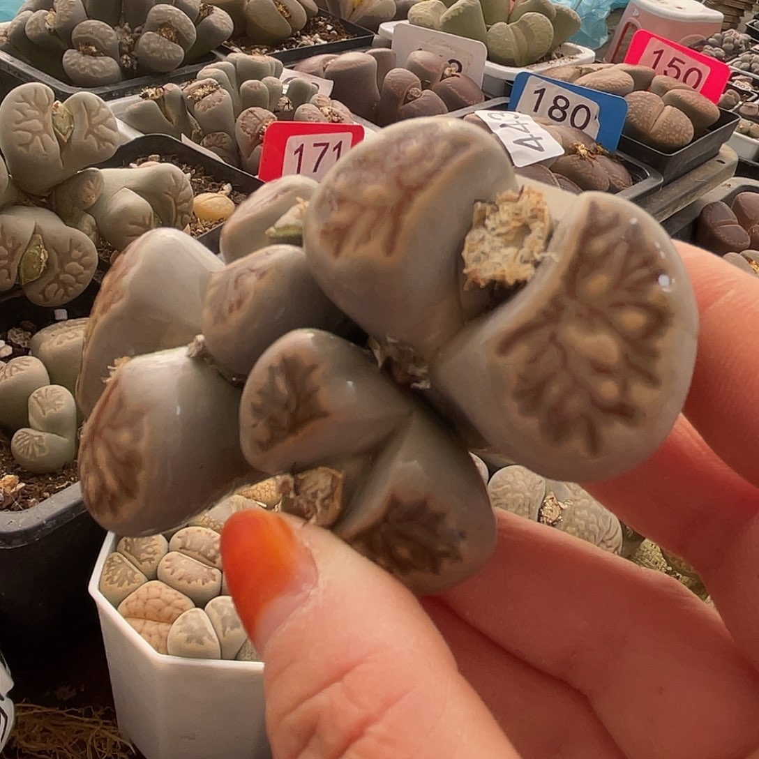 生石花一颗菊4460