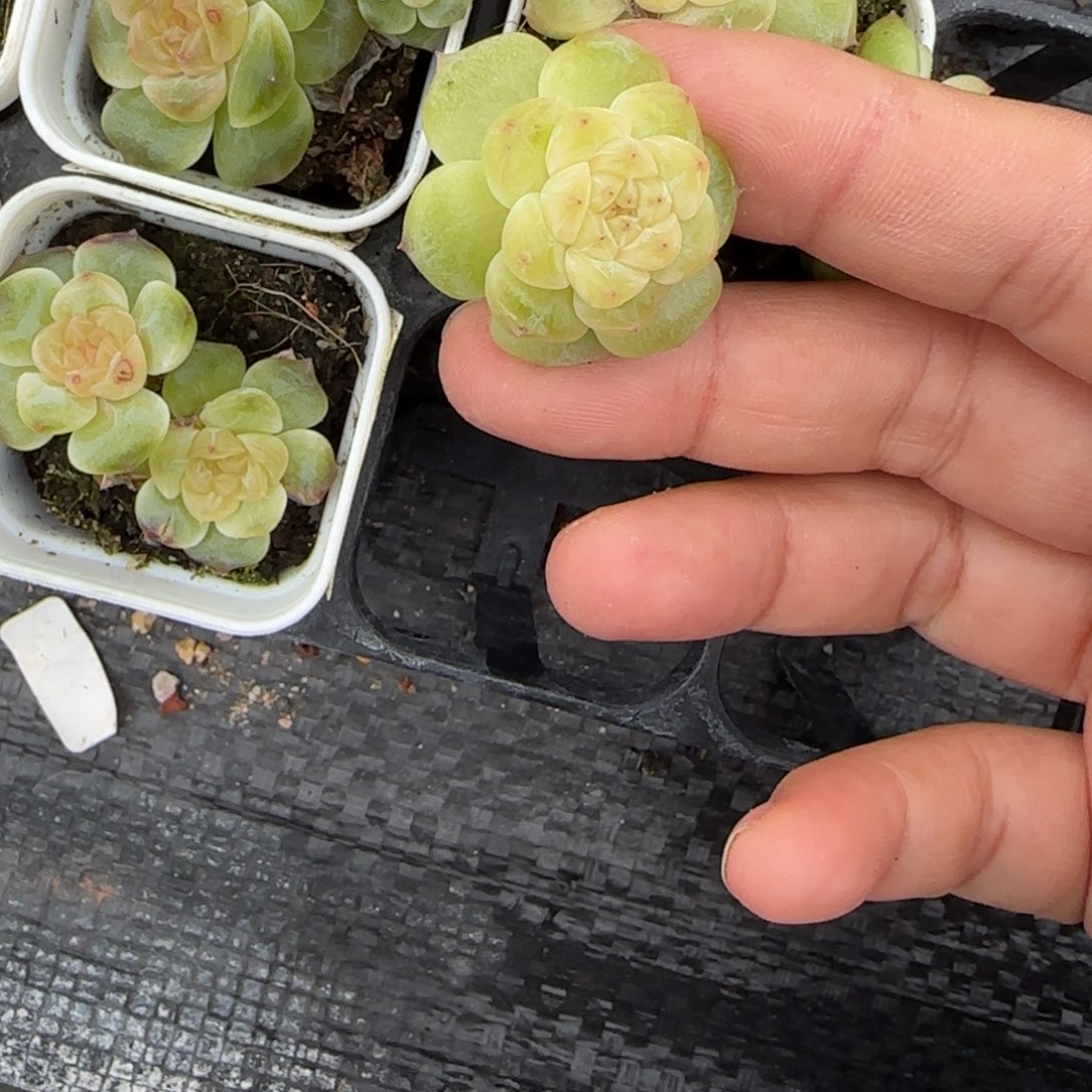 蜜语单头盆5床一个满25包邮