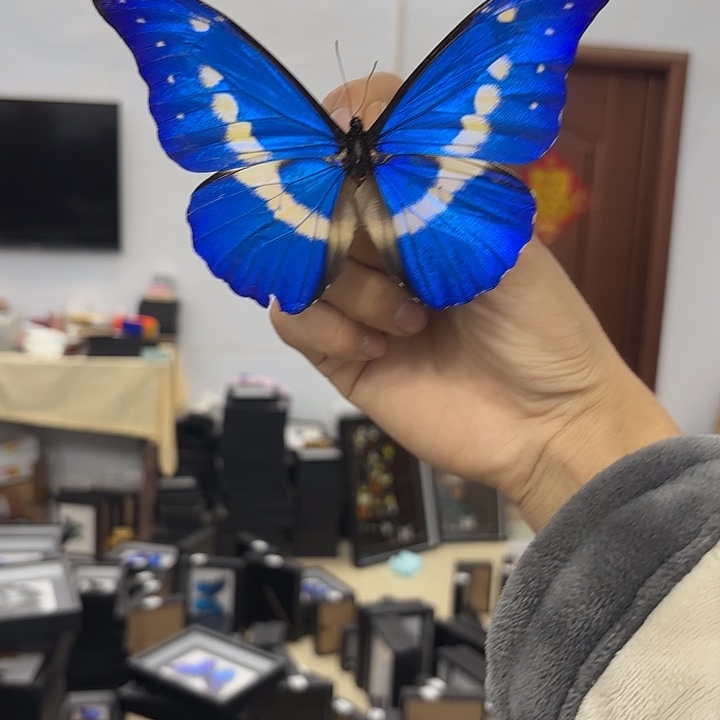 卿***上蝴蝶标本定制版206