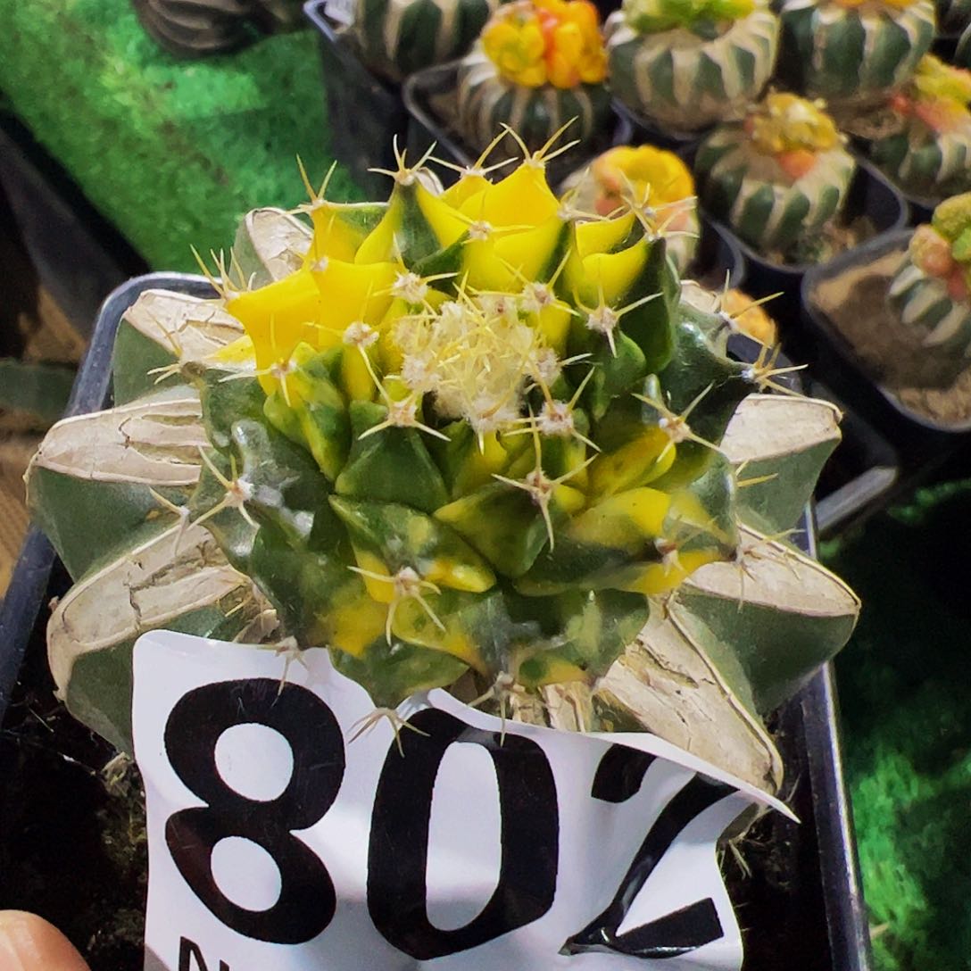 散斑帝冠锦802仙人球