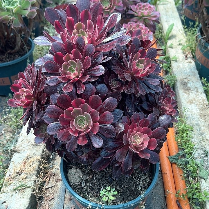 0014金丝雀多肉植物