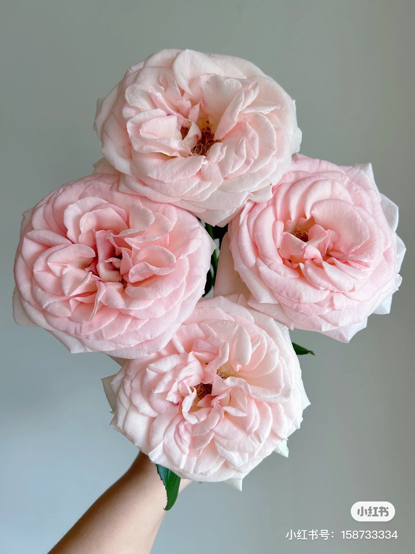 【艺嘉】伊莎贝拉 任拍三单包顺空鲜切花10支装家居插花浓香大花