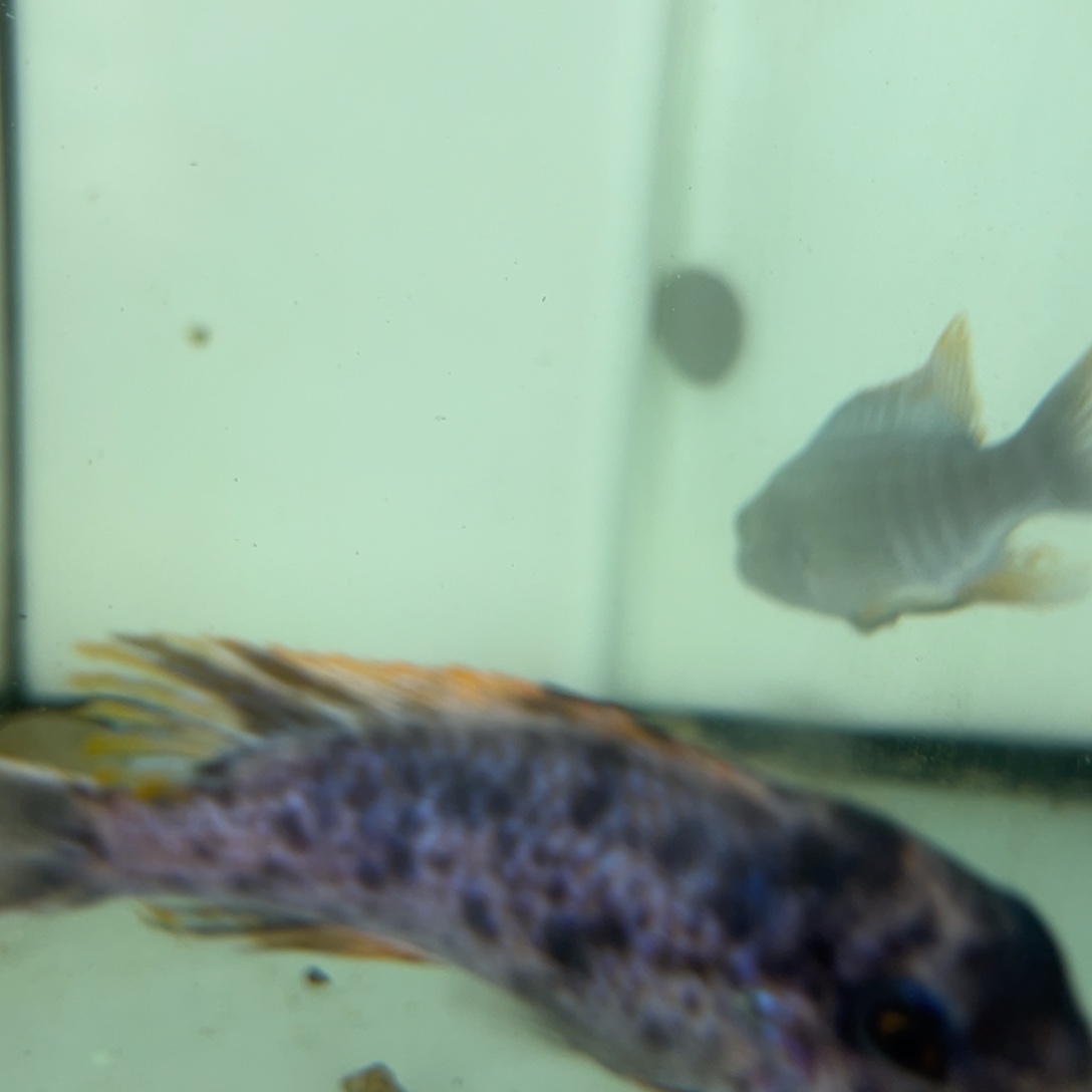 海水瑕疵奇波卡小丑mc8左右