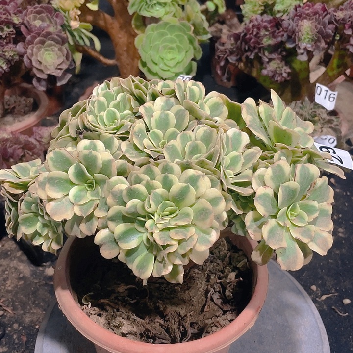 291绿豆沙朵朵饱满