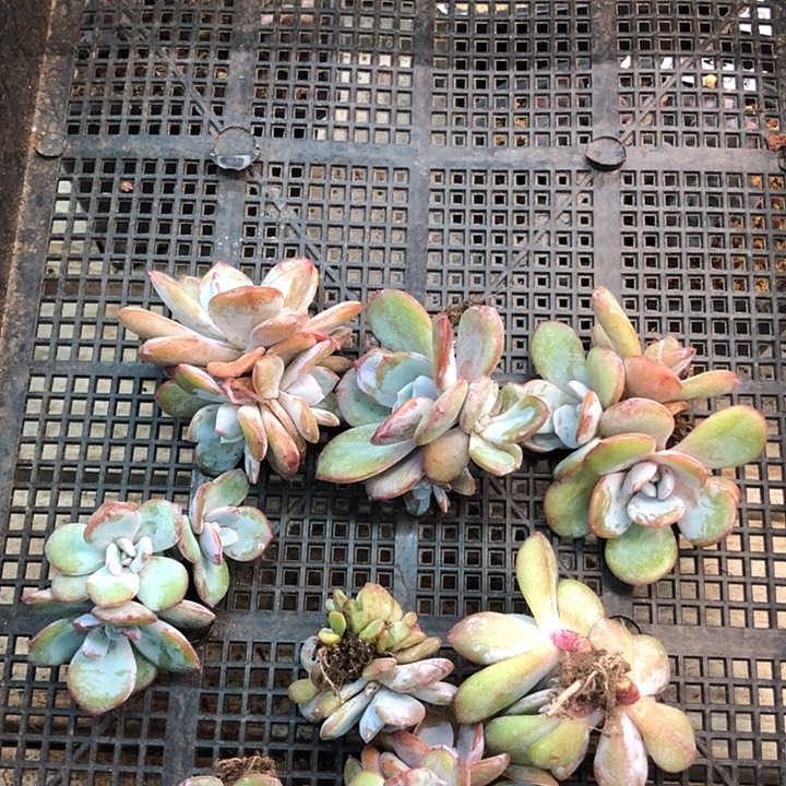 韩版奶茶自然群 9 颗 