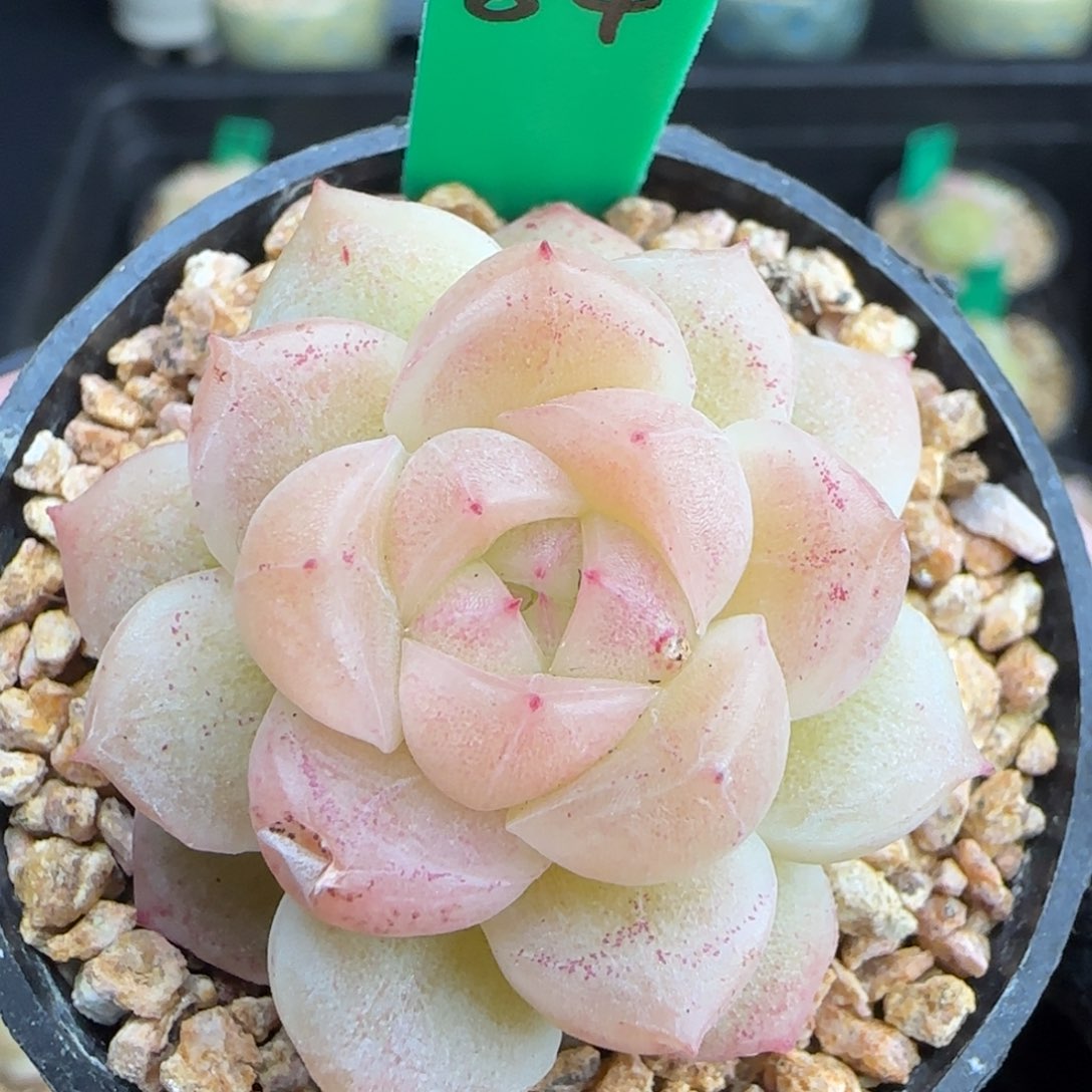 多肉84     糖心    5厘米盆