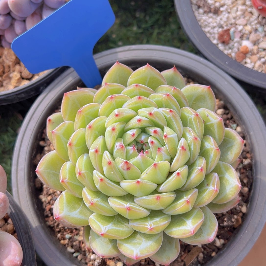 香玉的故事是一个人的故事吗