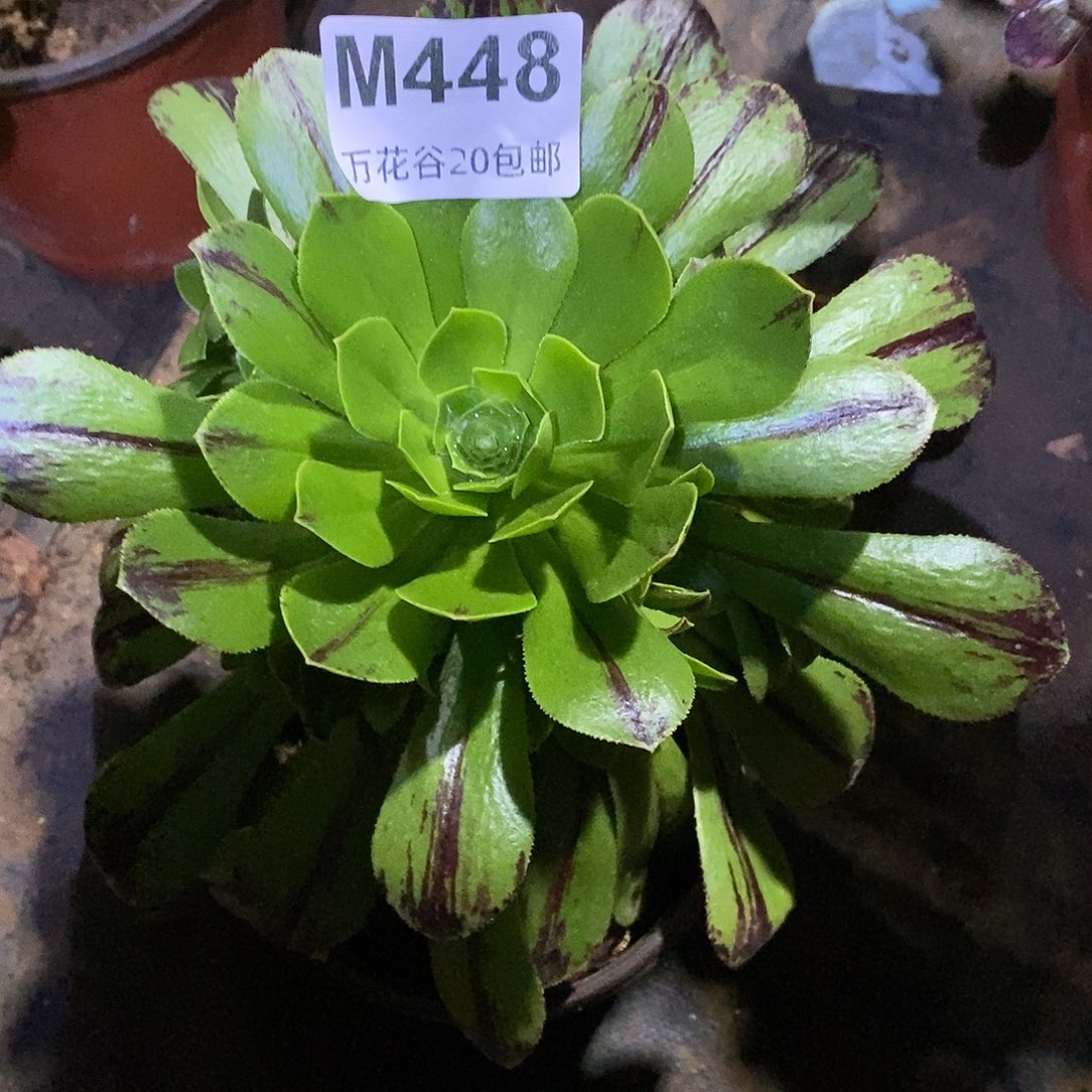 448碧火多肉植物