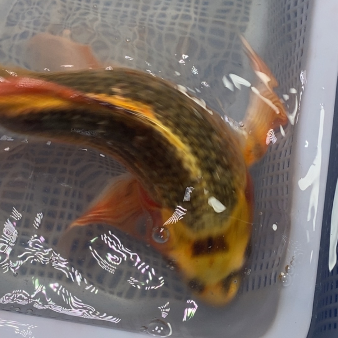 锦鲤冷水锦鲤包邮